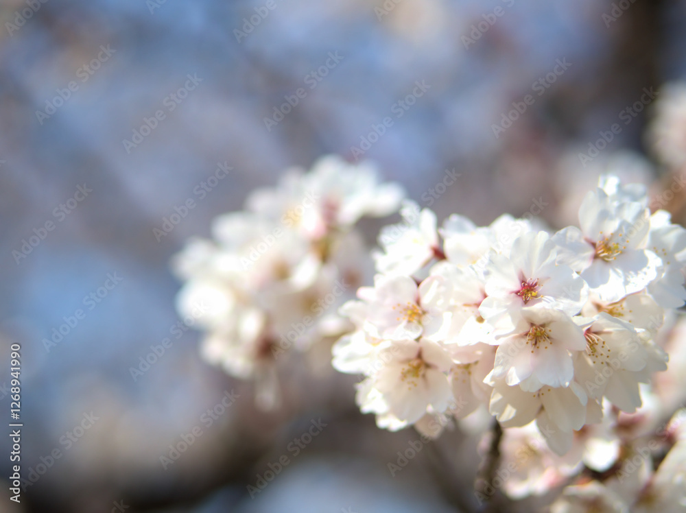 4月に咲いた薄いピンク色のサクラ「染井吉野（ソメイヨシノ）」