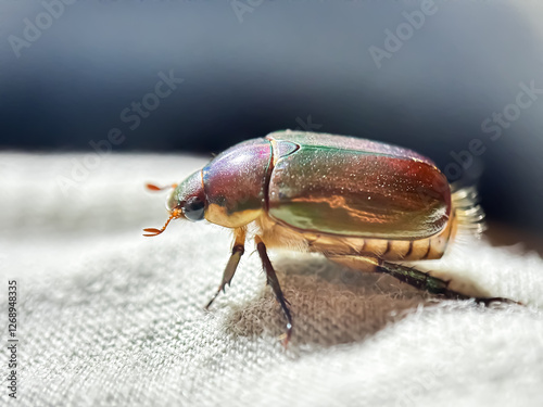 Close up of chafer beetle (Anomala cuprea), macro shot of chafer beetle