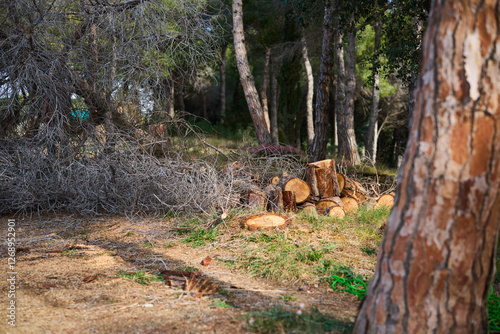 cutting down a tree for firewood