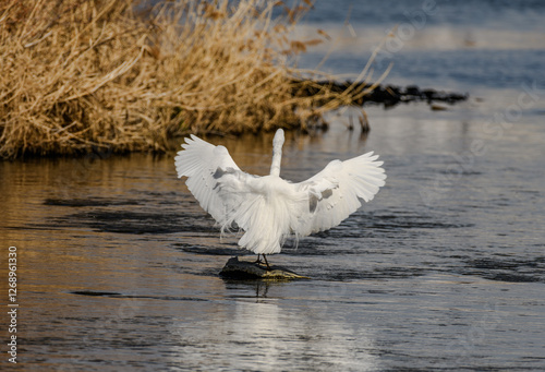 Fototapeta Naklejka Na Ścianę i Meble -  swan in the lake