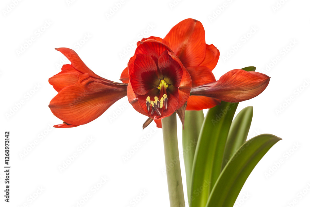 Amaryllis (Hippeastrum) Amaryllis (Hippeastrum)
