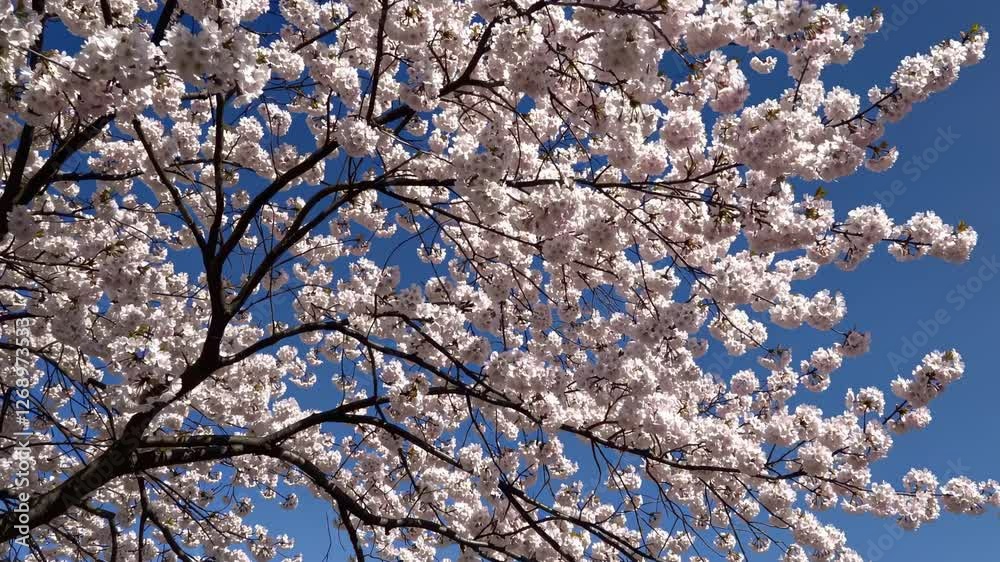 Upward angle video capturing cherry blossoms against a clear blue sky, emphasizing the delicate beauty and tranquility of springtime. Upward angle video capturing cherry blossoms against a clear blue sky, emphasizing the delicate beauty and tranquility of springtime.