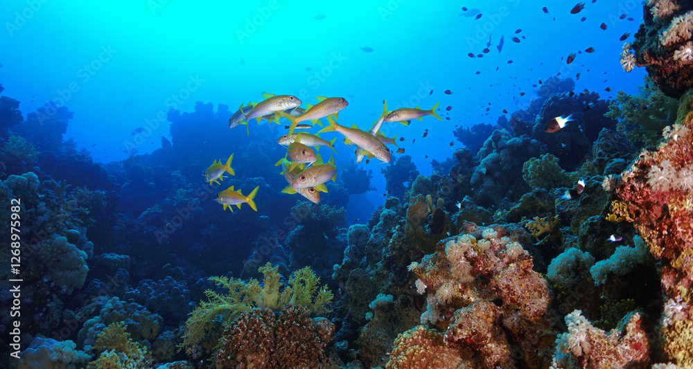 Obraz premium Underwater photograpby of a beautiful coral reef landscape and scenery. From a scuba dive in the deep south of Egypt near the Sudan border. 