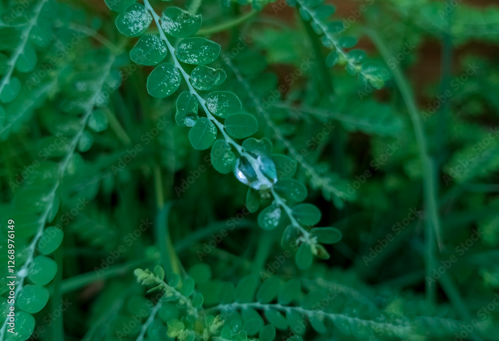 raindrops on the tip of a small leaf raindrops on the tip of a small leaf