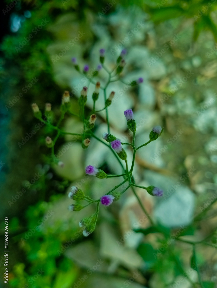 Fototapeta premium small purple flower shoots