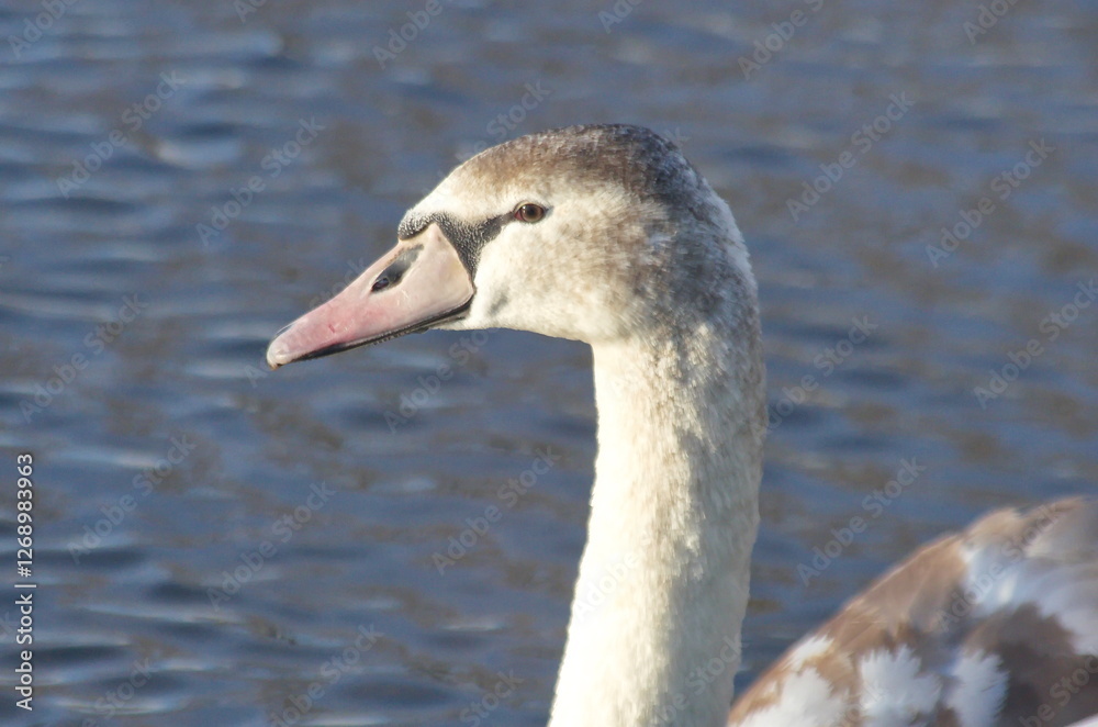 Chicks of white swans in winter on the lake. Chicks of white swans in winter on the lake.