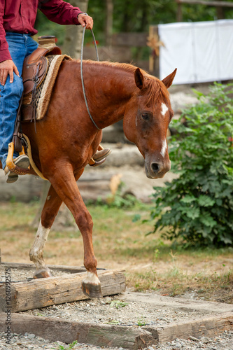 Brideless Horse passing logs in a mountain trail competition