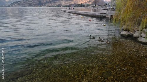aerial view of ducks near a wooden step with crystal clear water in lake garda