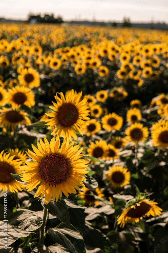 Fototapeta premium A beautiful sunflower field bathed in warm golden light during sunset. The vibrant yellow petals contrast with the deep orange sky, creating a stunning nature scene perfect for backgrounds and prints.