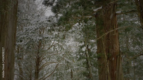 杉の巨木の中に吹き込む雪