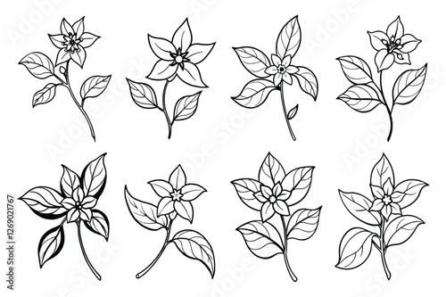 Hoya (Hoya spp.) line art vector illustration