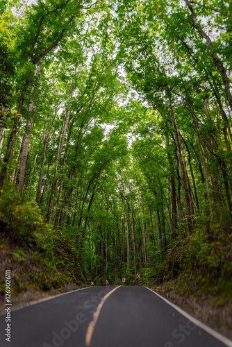 Trees Tunnel