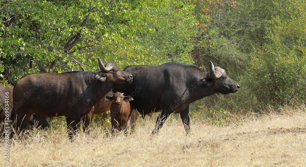 Kaffernbüffel / African buffalo / Syncerus caffer. Kaffernbüffel / African buffalo / Syncerus caffer.