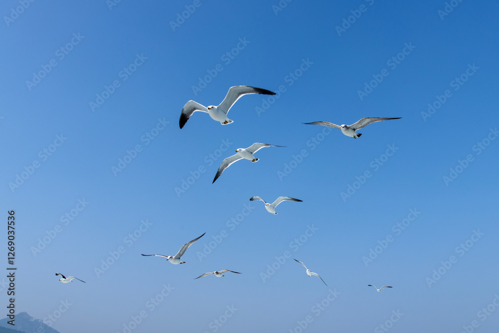 flying seagulls on the sea flying seagulls on the sea