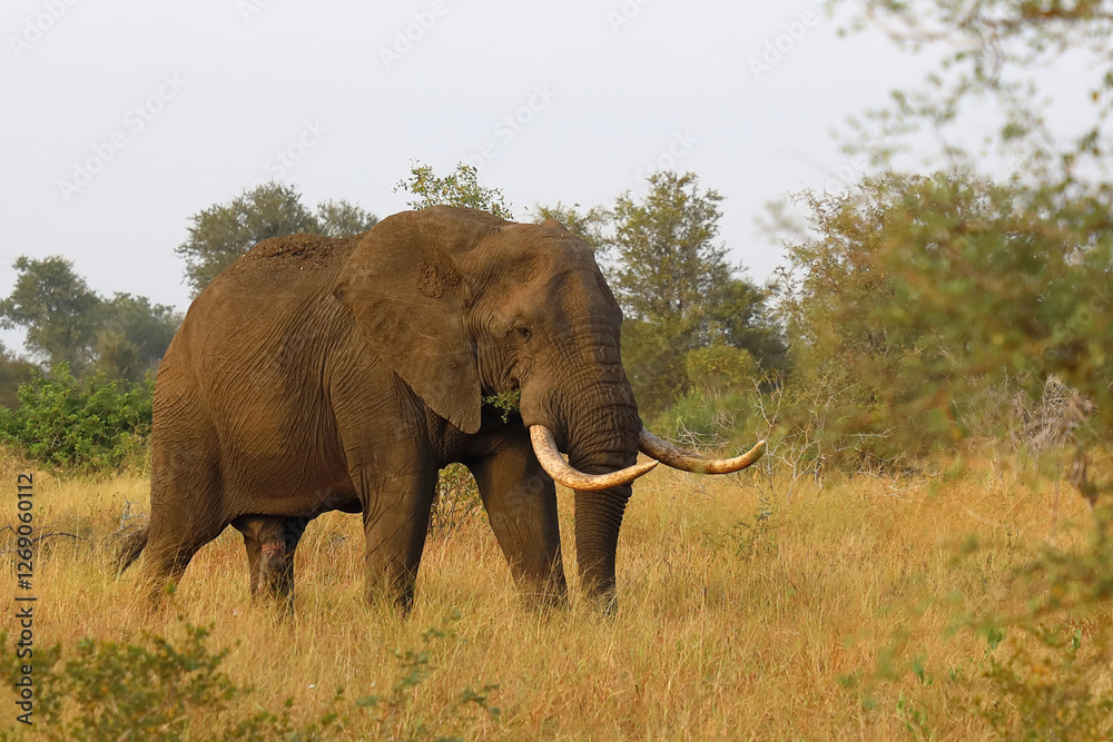 Fototapeta premium Afrikanischer Elefant / African elephant / Loxodonta africana..