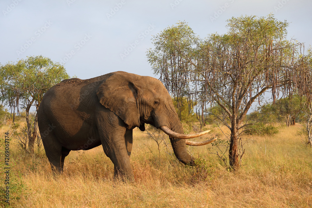 Obraz premium Afrikanischer Elefant / African elephant / Loxodonta africana..