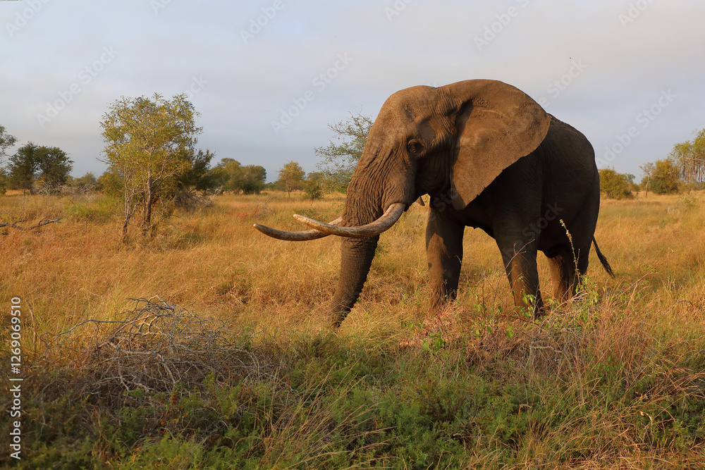 Fototapeta premium Afrikanischer Elefant / African elephant / Loxodonta africana..