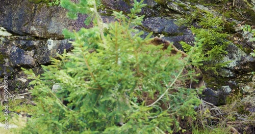 Brown Bear Strolling Through a Summer Forest in Scandinavia