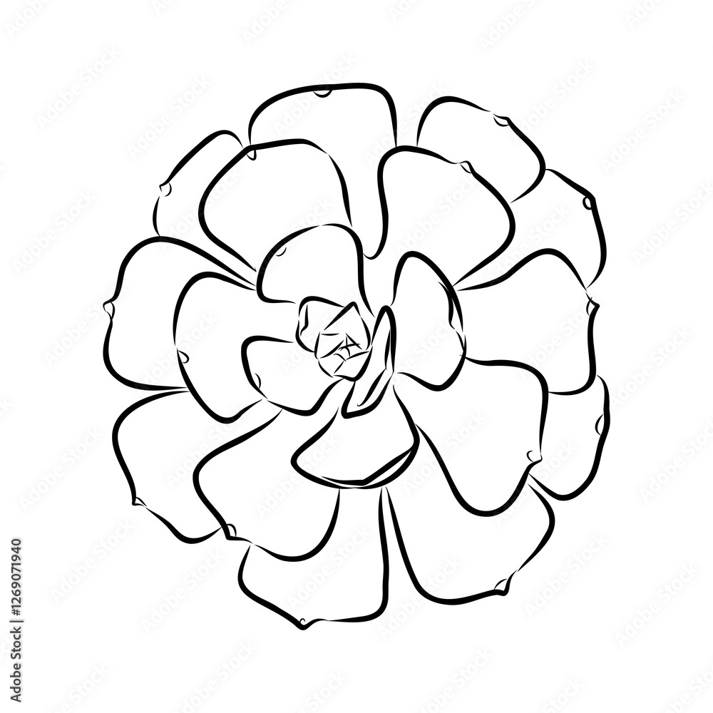 Succulent isolated hand drawn illustration, sketch succulent flower. Succulent isolated hand drawn illustration, sketch succulent flower.