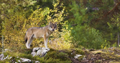 Wild Wolves in Scandinavian Autumn Forest: A Serene Wildlife Scene