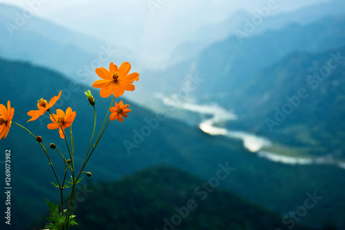 Yellow flower in the hill. 