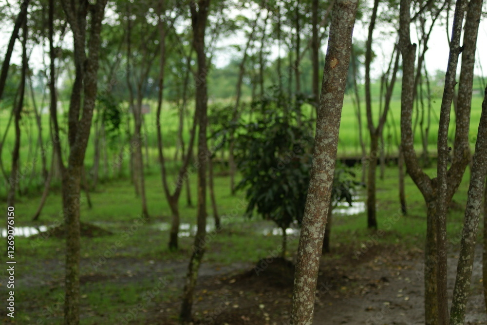 Fototapeta premium trees in the woods