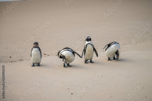 An close up of a  group of African penguin standing at Boulder beach, foxy beach, Table Mountain National Park, Western Cape, South Africa, Africa photo