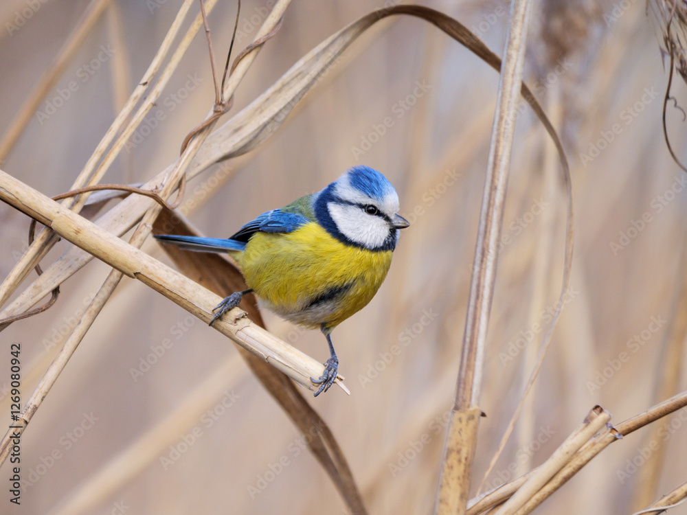 Blue Tit - Cyanistes caeruleus perched on a dried reed stalk Blue Tit - Cyanistes caeruleus perched on a dried reed stalk