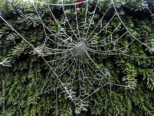 Close-up of a frozen spider's web in front of a dark, green hedge, taken on the first frosty winter days of the year photo