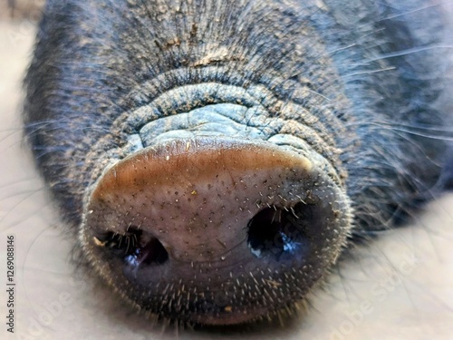 1.Close up pig mouth  
2. Snout
3. **Thoothna**
4. Mouth Open
5. **Jeebh Nikalna**
6. Tongue Out
7. **Daant Dikhai**
8. Teeth Showing
9. **Munh  photo