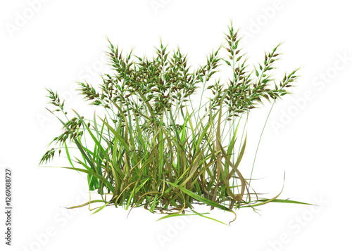 A group of bulbous bluegrass, Poa bulbosa, with some grass around it. 3D illustration on transparent background. 