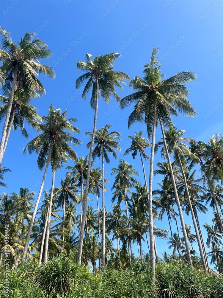 青空にそびえるヤシの木が広がる南国の風景 | Tropical Landscape with Towering Palm Trees and Blue Sky 青空にそびえるヤシの木が広がる南国の風景 | Tropical Landscape with Towering Palm Trees and Blue Sky
