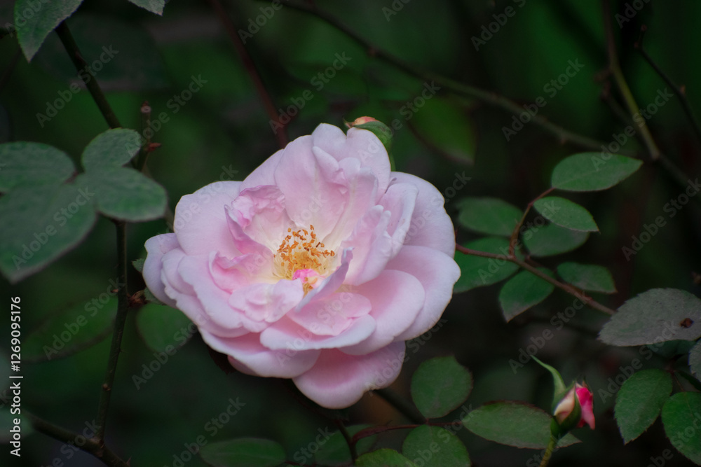 A detailed view of a Pine Rose flower with a dark moody background. A detailed view of a Pine Rose flower with a dark moody background.