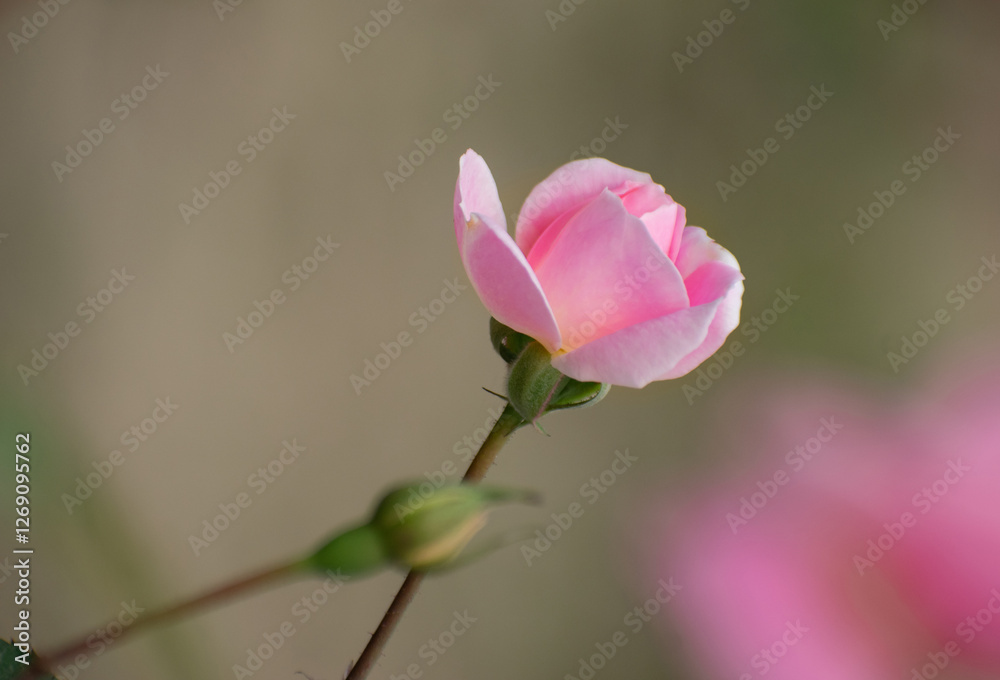 A close-up of Rosa lucieae, commonly known as Wichura's rose. A close-up of Rosa lucieae, commonly known as Wichura's rose.