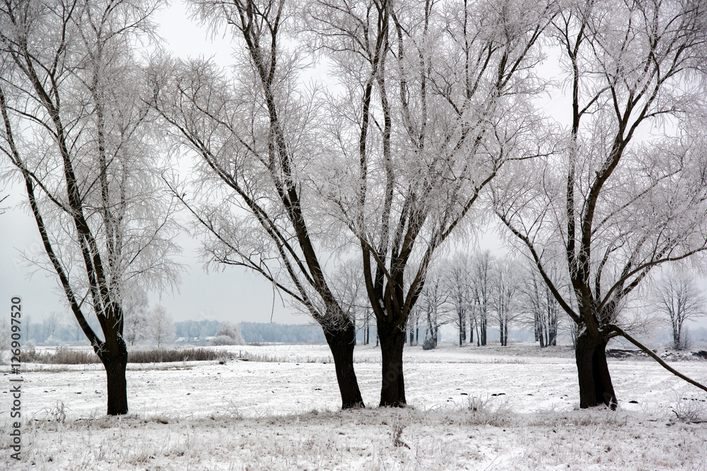 Piękno zimowego krajobrazu, Podlasie, Polska