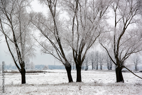 Obraz na płótnie Piękno zimowego krajobrazu, Podlasie, Polska w salonie