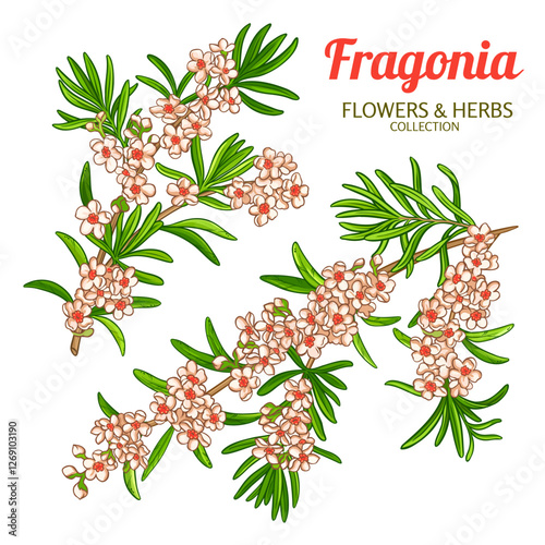 Fragonia Branch with Flowers Colored Detailed Illustration. Essential oil ingredient for cosmetics, spa, aromatherapy, health care, alternative medicine. Vector isolated for design or decoration.