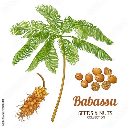 Baobab Branch with Flowers, Fruit and Leaves Colored Detailed Illustration. Vector isolated for design or decoration.