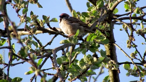 The goldfinch bird on the apple tree collects insect pests. Assistance with birds in agriculture photo