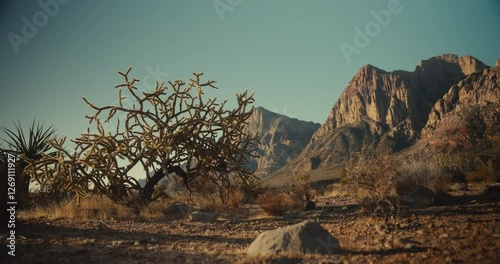 Cactus plant in the desert mountains and canyons of Nevada
