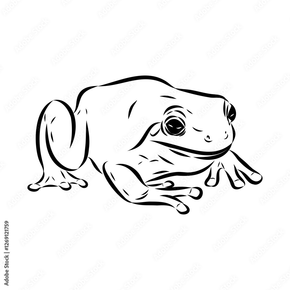 Fotografie Hand draw frog isolated, frog Vector illustration, frog outline