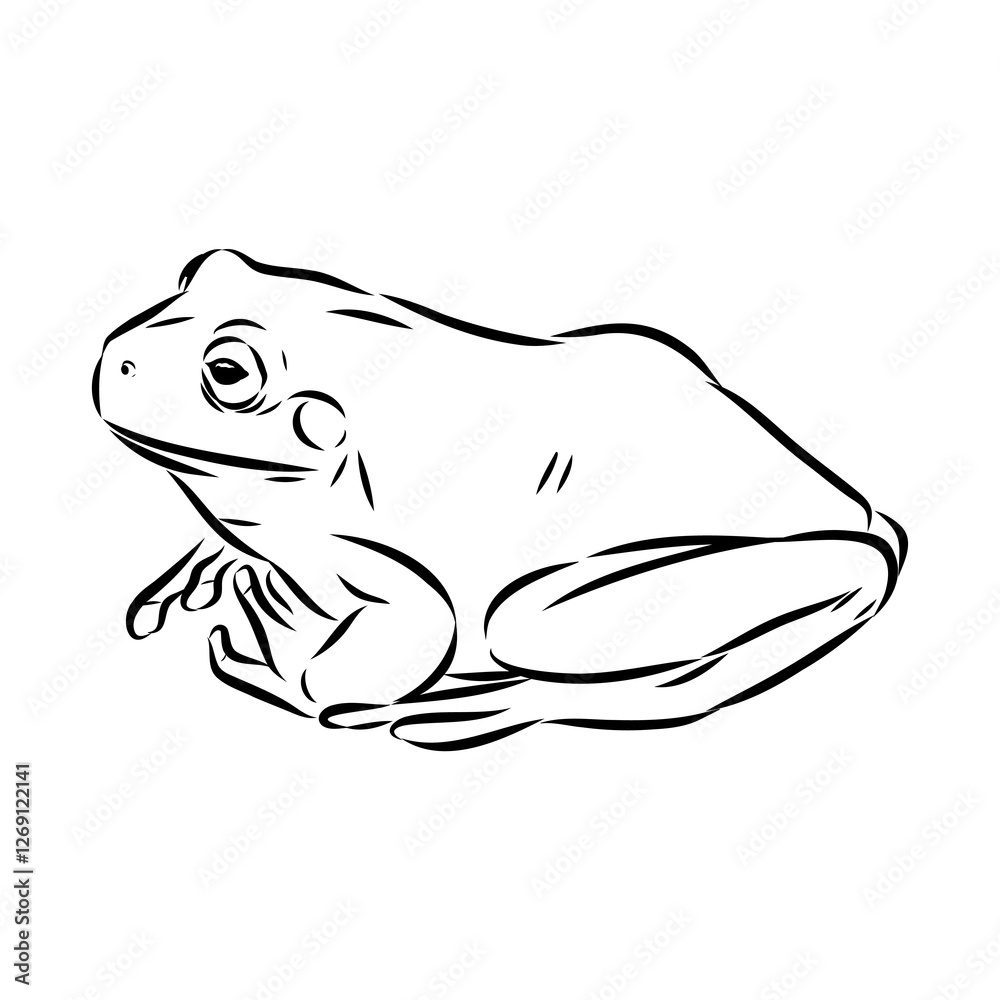 Fotografie Hand draw frog isolated, frog Vector illustration, frog outline