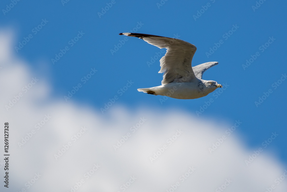 Fototapeta premium Gull in flight