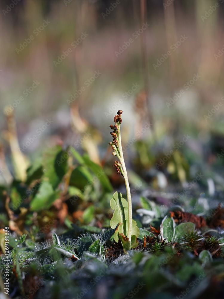 Botrychium lunaria, known as moonwort or common moonwort, wild plant from Finland Botrychium lunaria, known as moonwort or common moonwort, wild plant from Finland