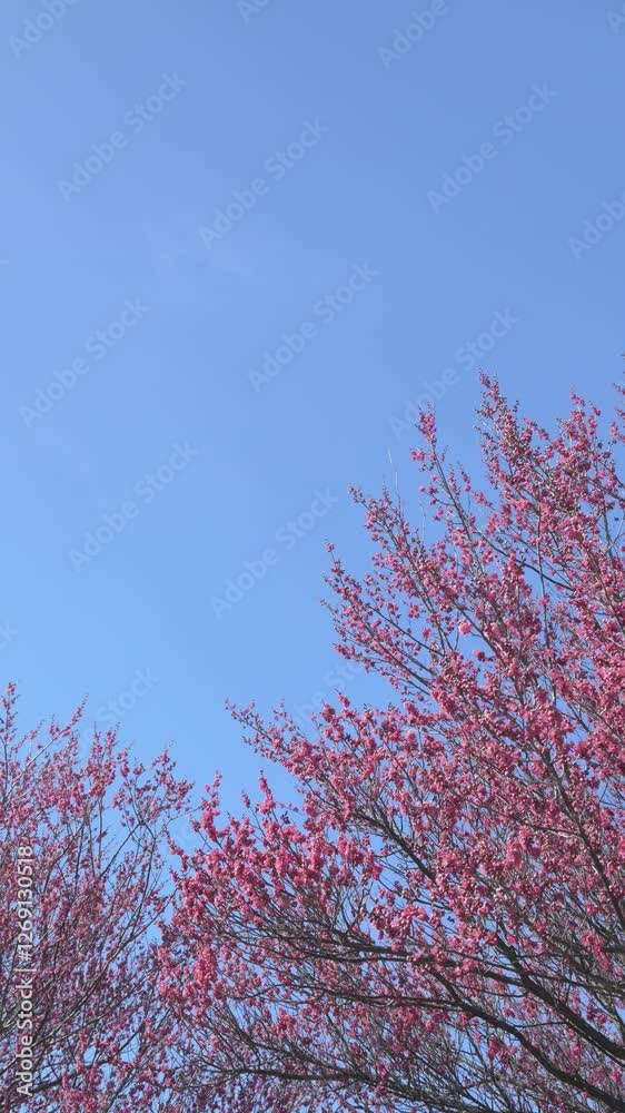 風に揺れる早咲きの紅梅