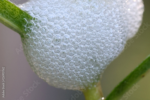 Philaenus spumarius, the meadow froghopper or meadow spittlebug, larva in foam nest photo