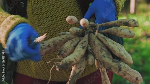 Female gardener dividing dahlias. Freshly lifted and washed clumps of dahlia tubers being divided. Splitting dahlias before winter storage.