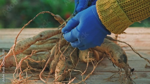 Female gardener dividing dahlias. Freshly lifted and washed clumps of dahlia tubers being divided. Splitting dahlias before winter storage.