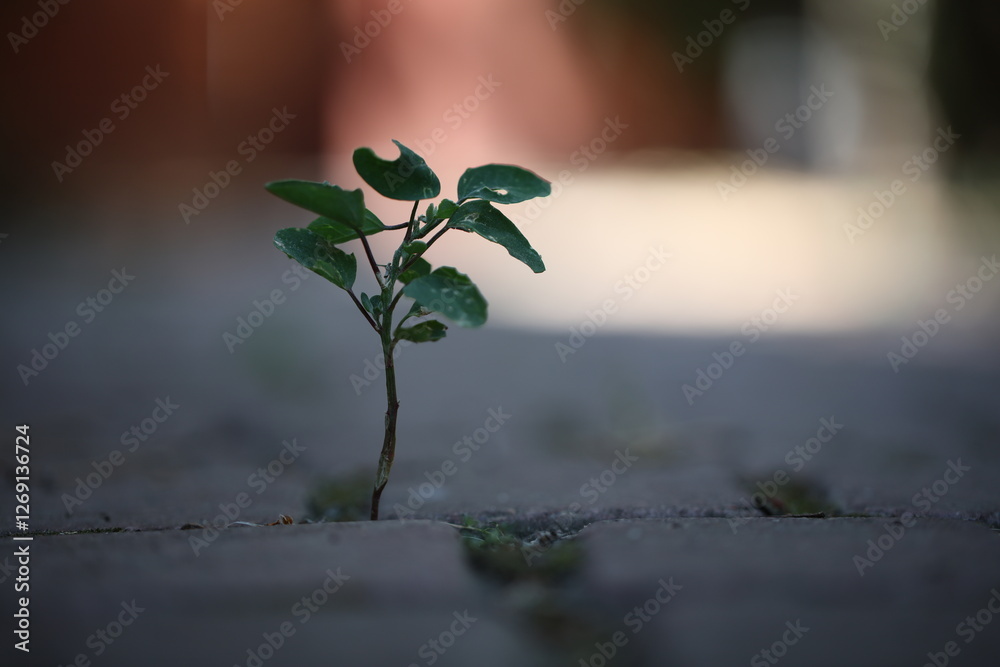 details of in nature growing plants as a close up with a little sharpness