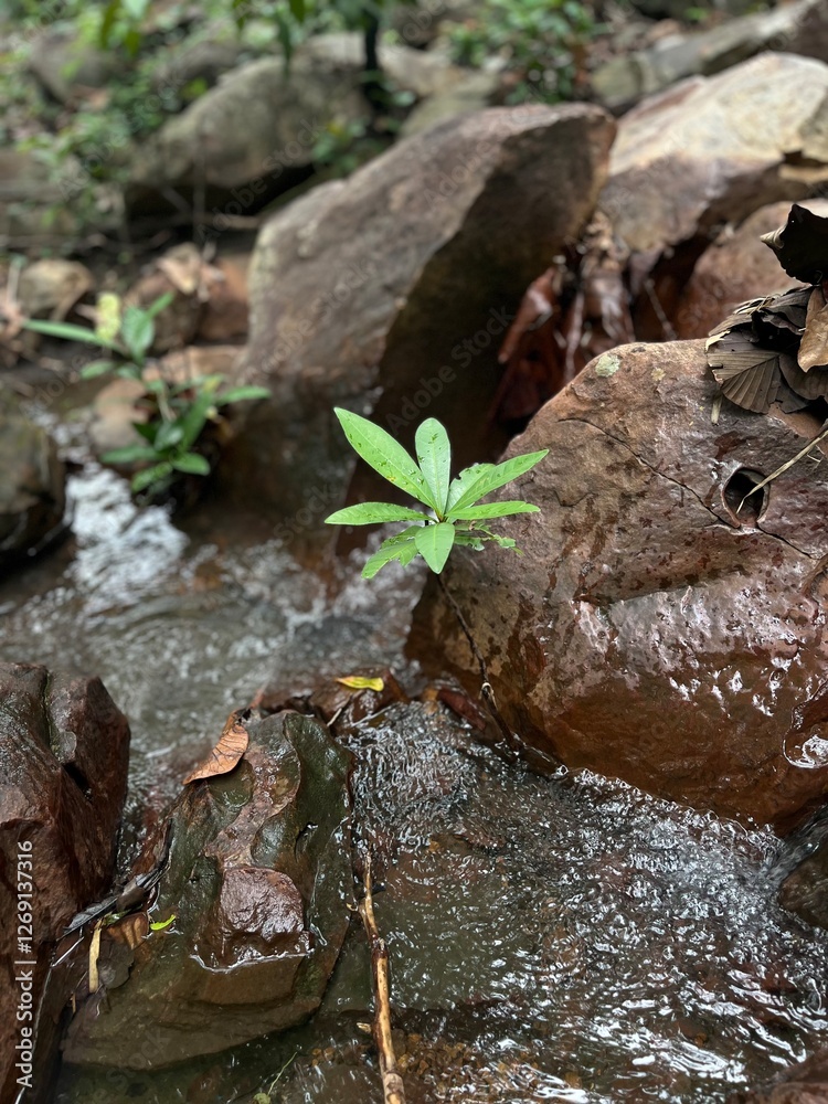 Obraz premium water flowing in the forest